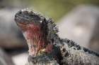 Marine iguana enjoys the sun by sitting on a rock. Galapagos Islands, Ecuador. Art Print